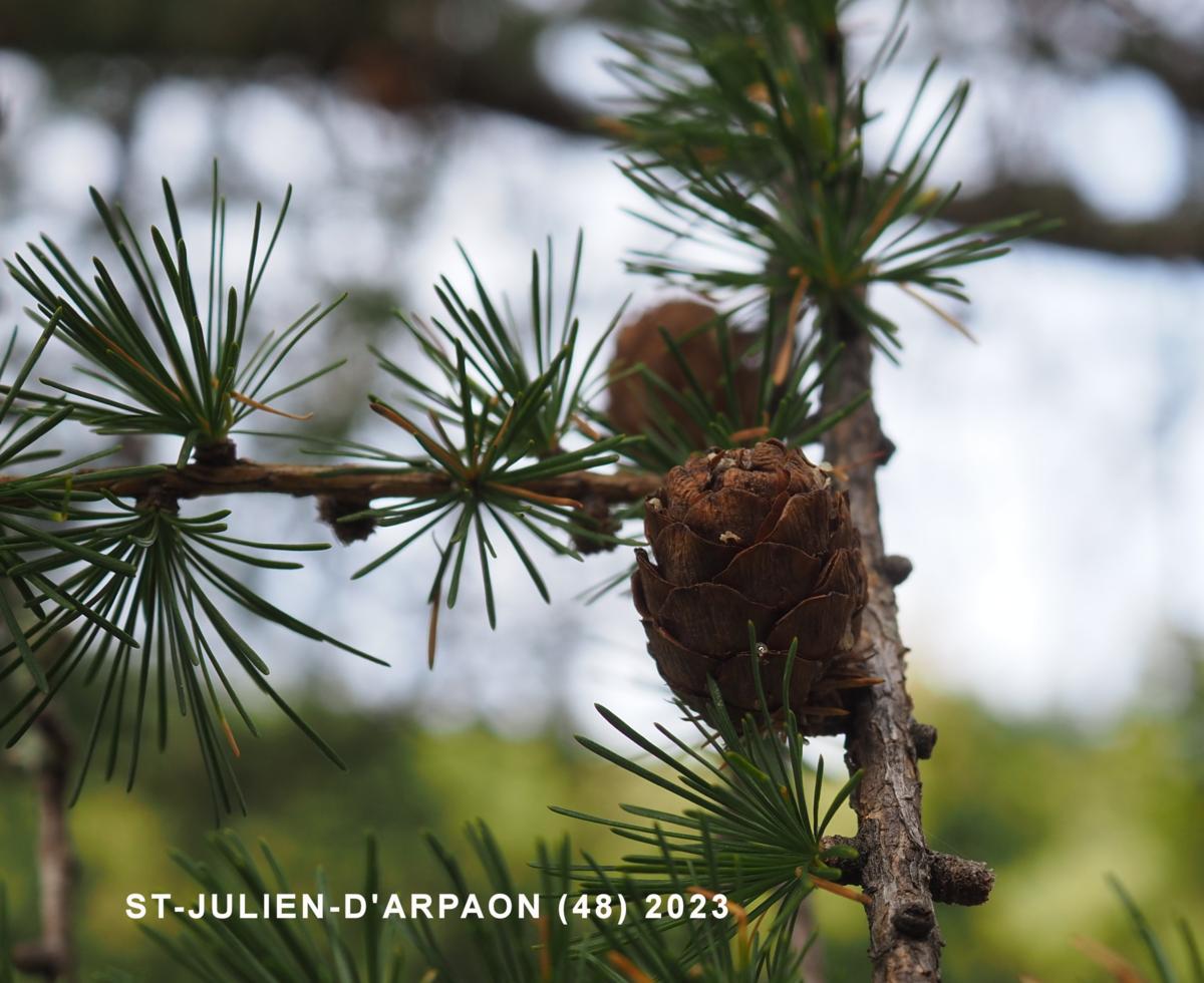 Larch, European fruit